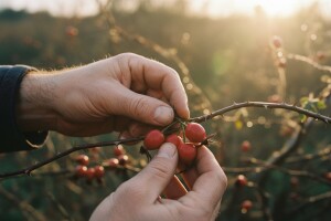 Sve više gospodarstava priželjkuje šipak