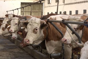 Mali proizvođači mleka gase farme, srednji sve teže proširuju