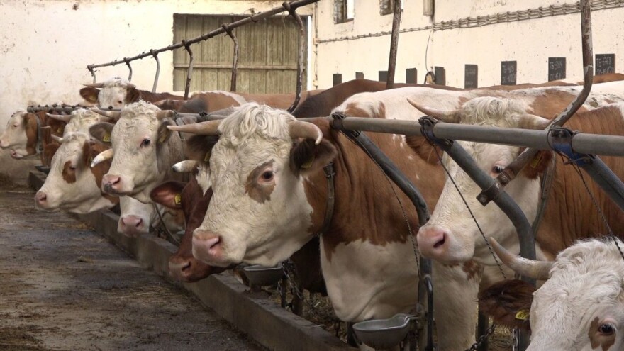Mali proizvođači mleka gase farme, srednji sve teže proširuju