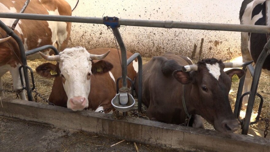 Mljekari dobili novu stojnicu - povećat će proizvodnju za 5 posto godišnje?