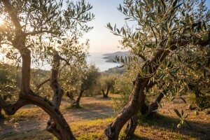 Sve više organske poljoprivrede u Sloveniji