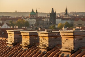 Sve više pčelara u centru Praga