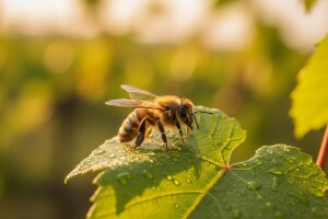 Svestrani insekticid pogodan za integriranu zaštitu!