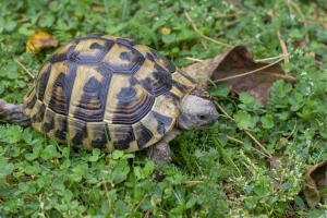 Sveta životinja "željka" koja ispunjava želje