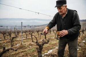 Sveti Trifun - zaštitnik 25.000 hektara vinograda u Srbiji