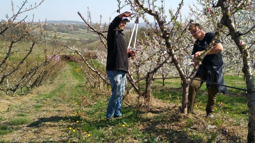 Sve više voćnjaka, sve manje rezača voća?