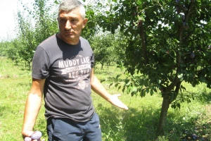 Čačanska rana 10 dinara,  rod odlazi u rakiju ili ostaje na zemlji