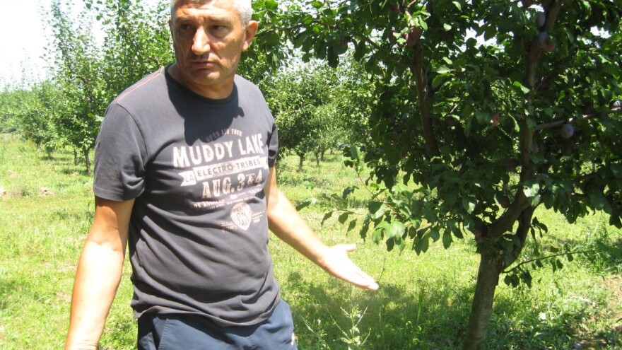 Čačanska rana 10 dinara,  rod odlazi u rakiju ili ostaje na zemlji