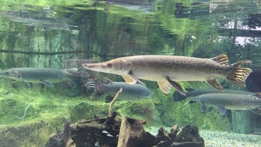 Izgubljeno 70 odsto slatkovodnih vrsta