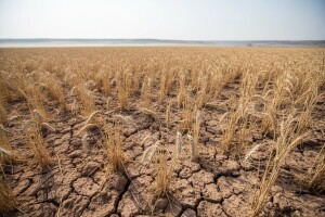 Svetski rast cijene pšenice?