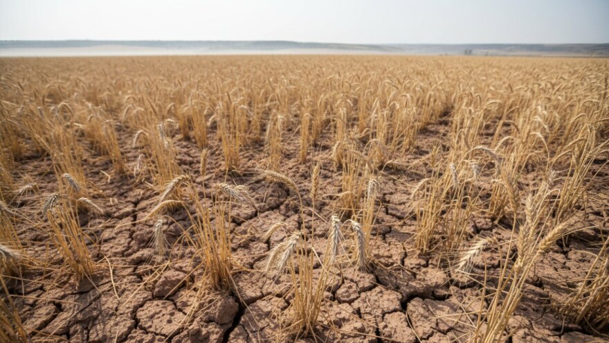 Svetski rast cijene pšenice?