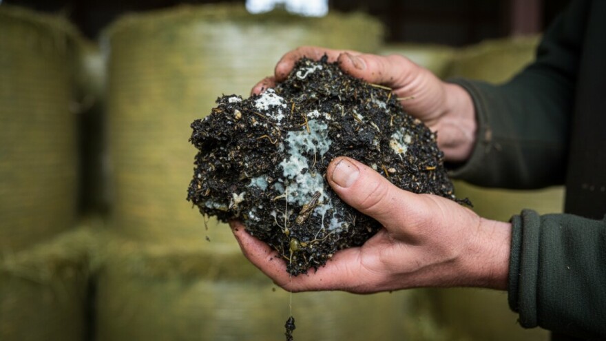 Svi razlozi neuspjeha u spremanju silaža II