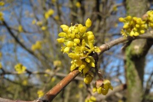 Drvo iz legendi: Zanimljive priče o rodu Cornus!