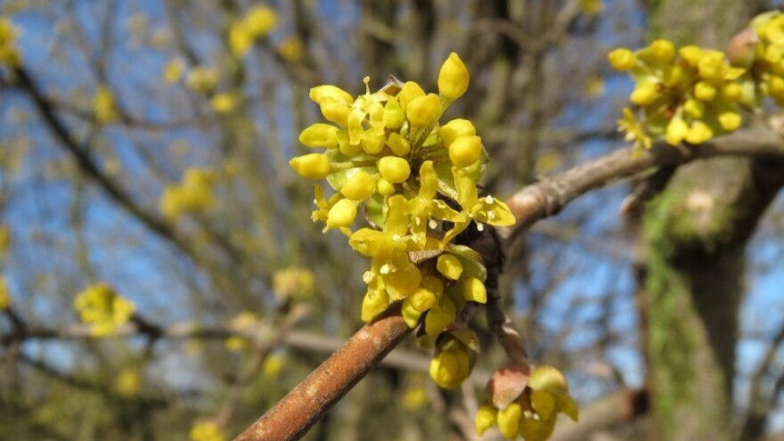 Drvo iz legendi: Zanimljive priče o rodu Cornus!
