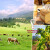 Švicarska ima kravu za "ambasadora" - poznata je po siru, ali i vinogradima