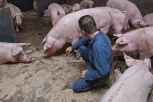 Švicarska izdvaja 10 miliona eura za odustajanje od svinjogojstva