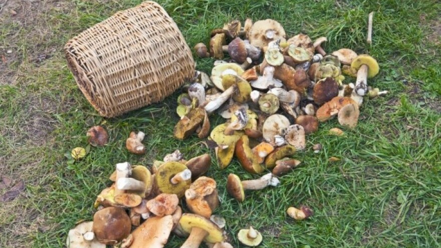 Smrčkovica ima isti sastav kao raketno punjenje!