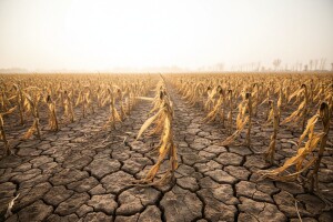 Svijetu prijeti nova nestašica hrane