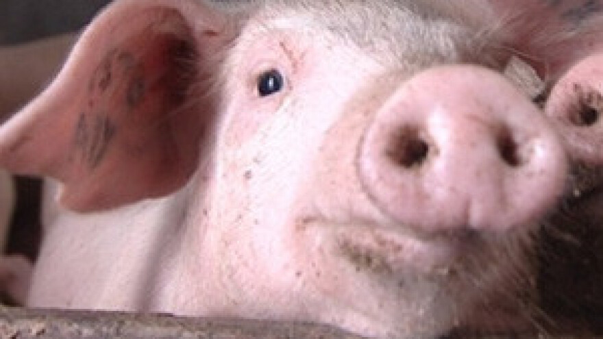 Kolinje polako odumire