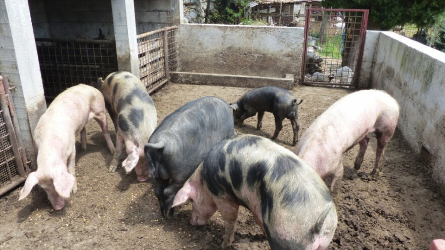 Novi slučajevi afričke svinjske kuge u Osječko-baranjskoj županiji, eutanazirano još 259 svinja