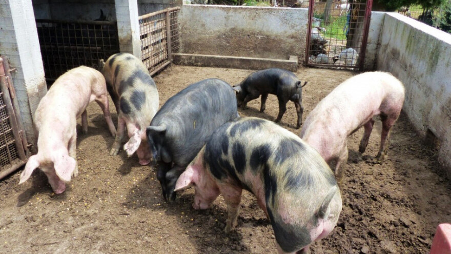 Čeka li ovo i BiH: Susjedi dobivaju tipske objekte za uzgoj svinja?