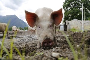 14,56 kn/kg za žive odojke u studenom!