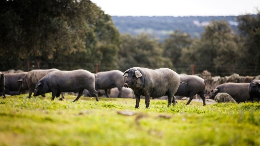 Reforma ZPP-a prioritet agrarne politike portugalskog predsjedanja Vijećem EU