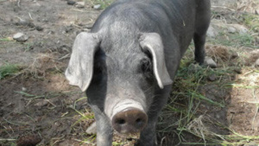 Skupa stočna hrana prijeti uništavanju stočnog fonda