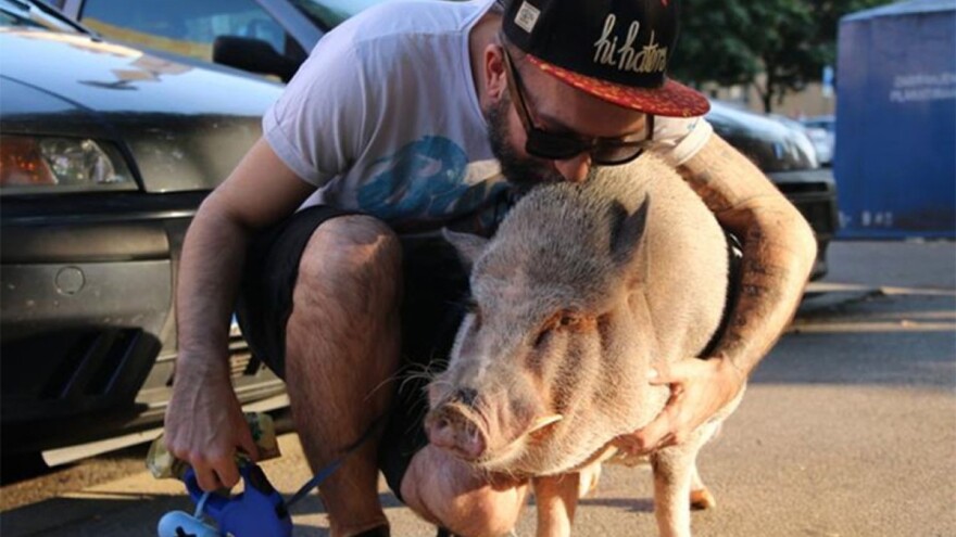 Neobičan ljubimac: Živi u stanu sa svinjom od 65 kilograma