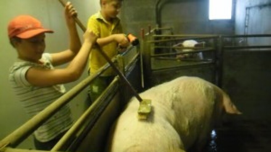 Za nas nije držanje svinja