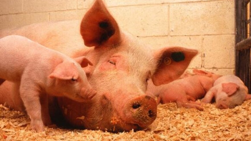 Županjski svinjogojci vjeruju nerastima