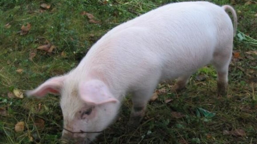 Pigs is pigs перевод. Belarus Black pied Pig.