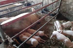 Evo kolike će biti naknade za usmrćene svinje - program potpore u javnom savjetovanju