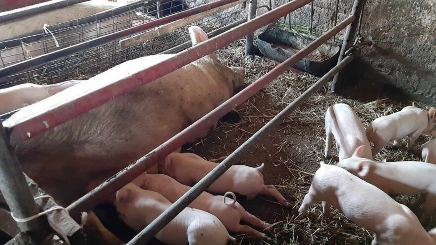 Evo kolike će biti naknade za usmrćene svinje - program potpore u javnom savjetovanju