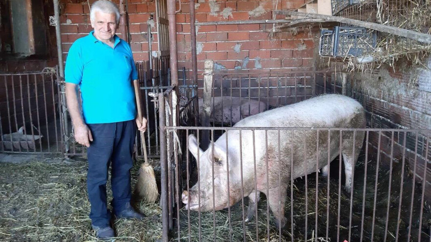 Napustio firmu u gradu da bi zarađivao više od svinja prasilja?