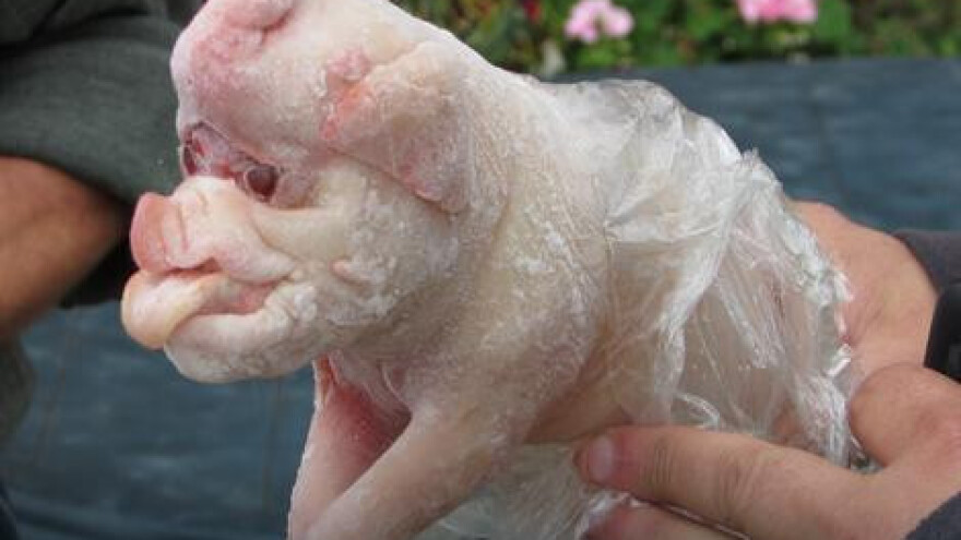 Krmača oprasila prase sa surlom!