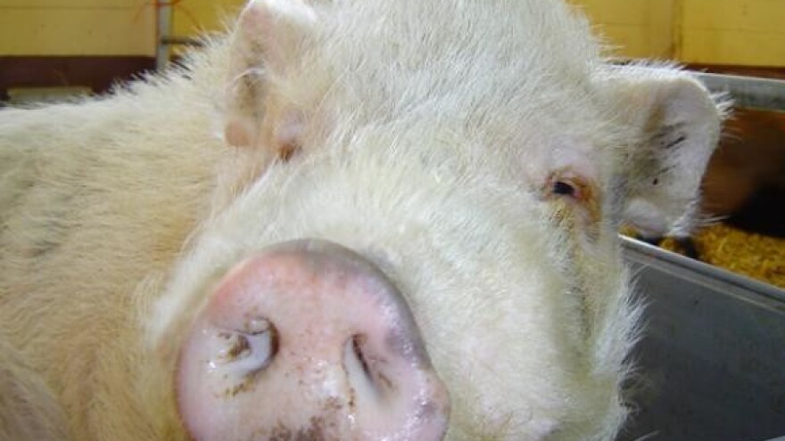 Osnovana Udruga svinjogojaca