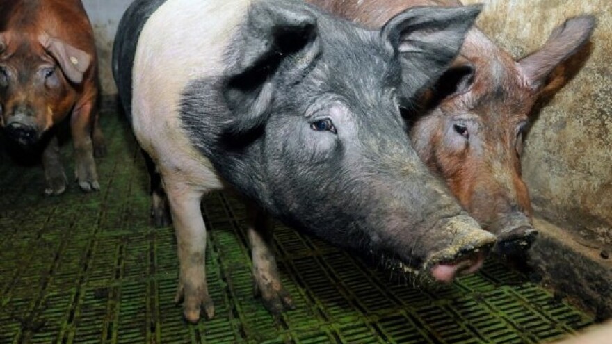 Nema poticaja za svinjogojsku proizvodnju!