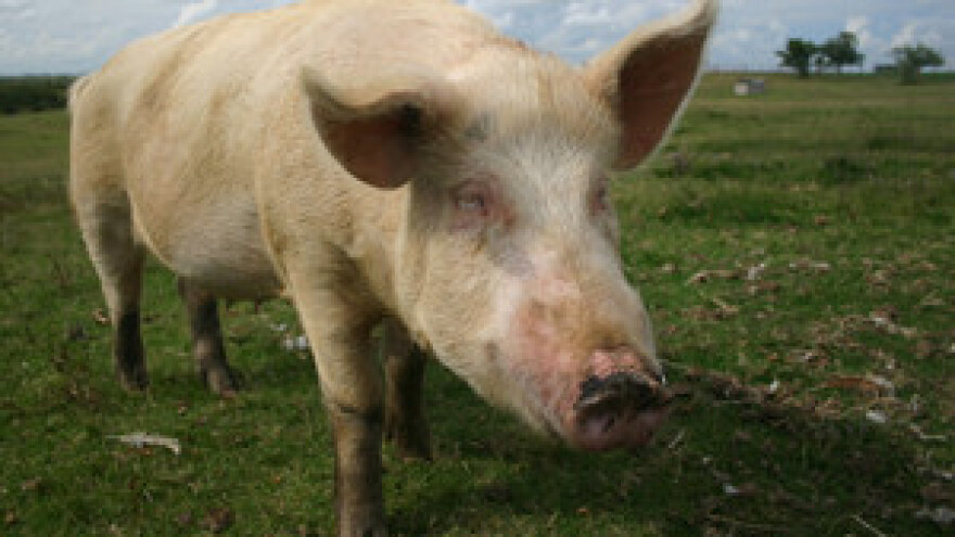 Belje kreće s gradnjom klaonice, bioplinskog postrojenja i vinarije