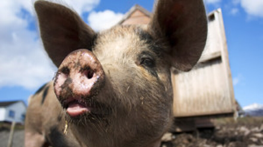 Uvozom lošeg mesa guše se domaći svinjogojci