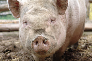 Ostaci pesticida u stočnoj hrani