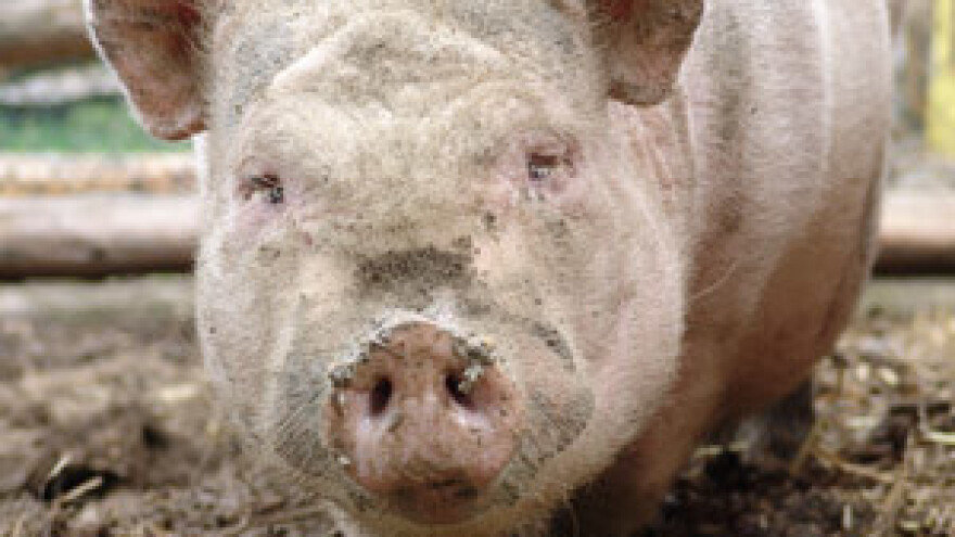 Ostaci pesticida u stočnoj hrani