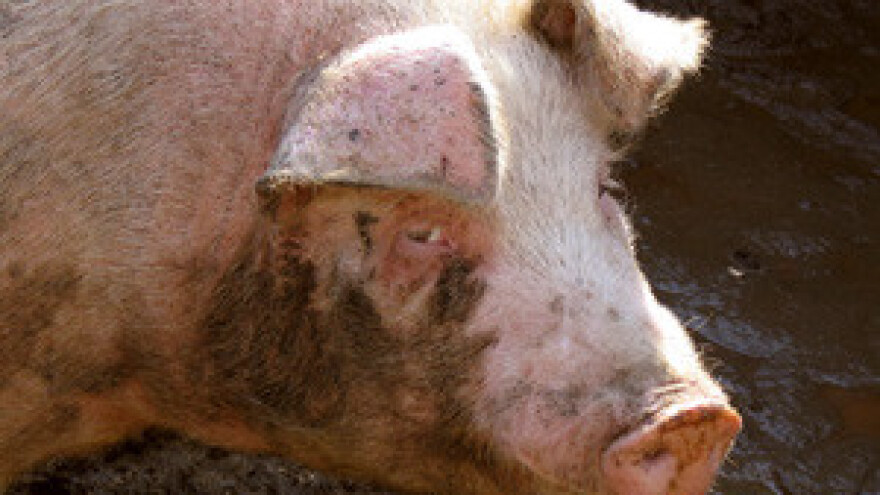 7. Savjetovanje uzgajivača svinja