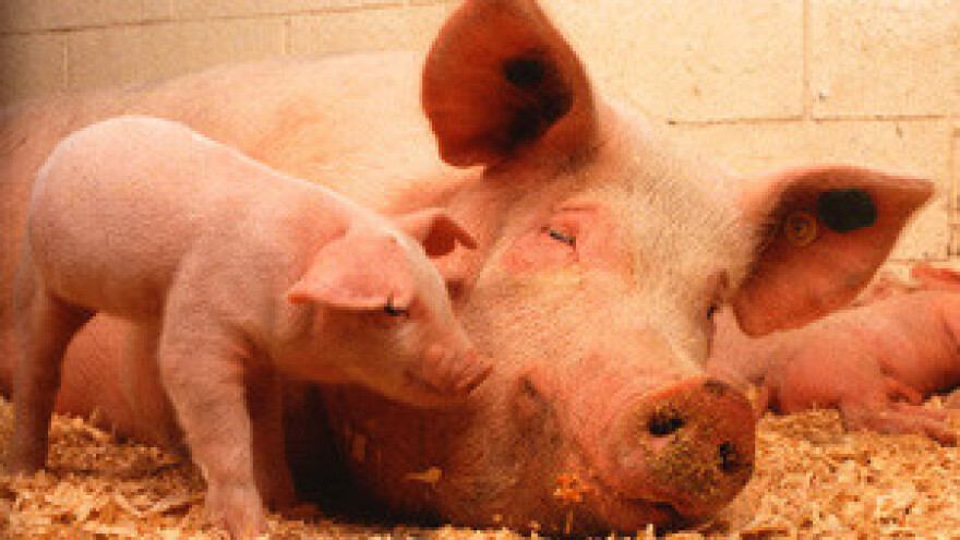 Nova interventna mjera u svinjogojstvu