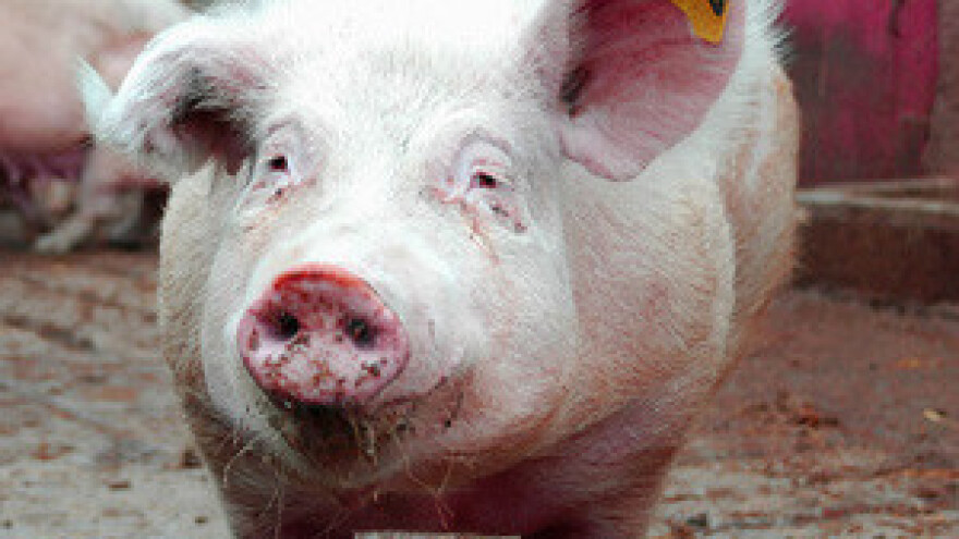 Nestašica tovljenika u slavonskim dvorištima