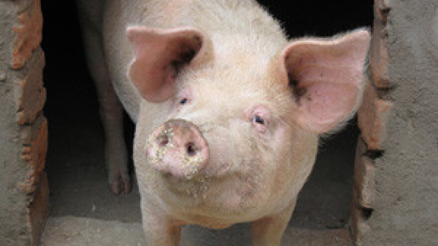 Velik pad broja svinja i proizvodnje mlijeka