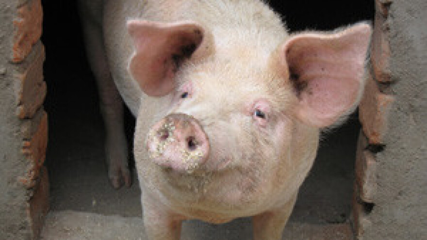 Svinjogojska proizvodnja bilježi velike padove