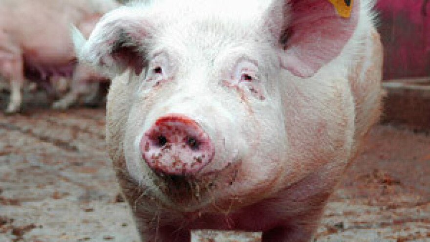 Tvrtka Ravlić izvozi svinjsko meso na Daleki istok