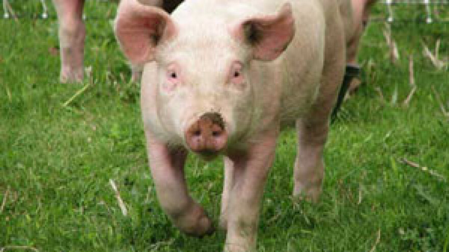 Otvorena sezona svinjokolja