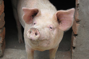 Otvorena farma svinja vrijedna 13 milijuna kn